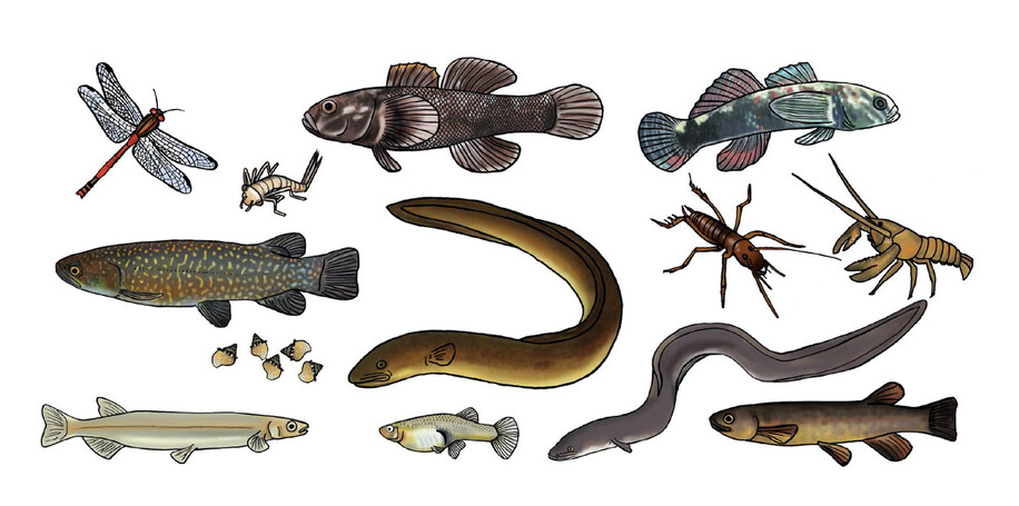 AUCKLAND CITY COUNCIL - DETAIL FROM STREAM ILLUSTRATION