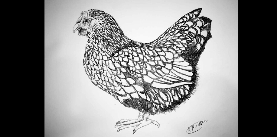 PENCIL SKETCH - SILVER LACED WYANDOTTE